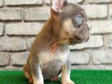 French Bulldog Li̇lak Tan Di̇şi̇ Ve Erkek Yavrularimiz
