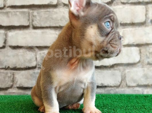 French Bulldog Li̇lak Tan Di̇şi̇ Ve Erkek Yavrularimiz görsel