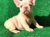 En Mükemmel  Plati̇n French Bulldog Yavrulari