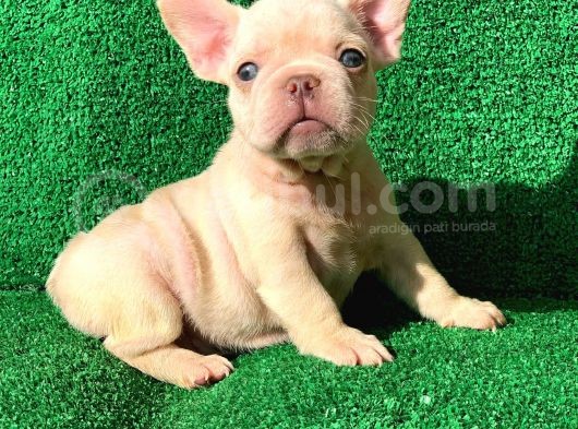 En Mükemmel  Plati̇n French Bulldog Yavrulari