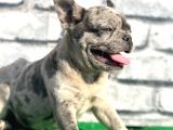 ERKEK GÜZELİ FRANSIZ BULLDOG BLUE MERLE YAVRUMUZ