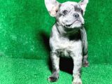 Bi̇r Benzeri̇ Daha Yok Blue Merle French Bulldog