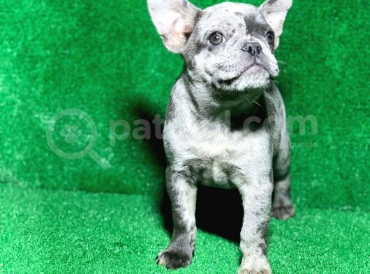 Bi̇r Benzeri̇ Daha Yok Blue Merle French Bulldog görsel