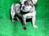 Bi̇r Benzeri̇ Daha Yok Blue Merle French Bulldog