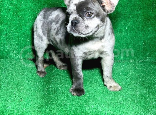 Bi̇r Benzeri̇ Daha Yok Blue Merle French Bulldog görsel