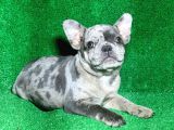 Bi̇r Benzeri̇ Daha Yok Blue Merle French Bulldog