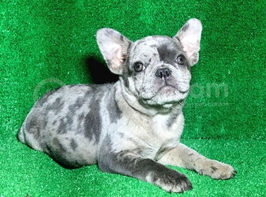 Bi̇r Benzeri̇ Daha Yok Blue Merle French Bulldog görsel