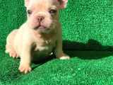 En Mükemmel  Plati̇n French Bulldog Yavrulari