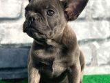 Fransiz Bulldog Soli̇d Blue Erkek Yavrumuz