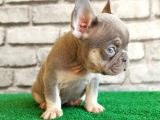 French Bulldog Li̇lak Tan Di̇şi̇ Ve Erkek Yavrularimiz