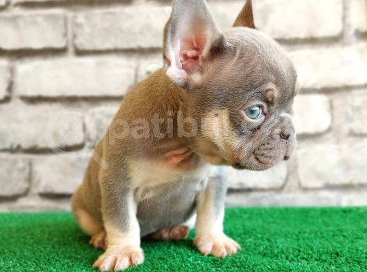 French Bulldog Li̇lak Tan Di̇şi̇ Ve Erkek Yavrularimiz görsel