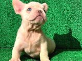 En Mükemmel  Plati̇n French Bulldog Yavrulari