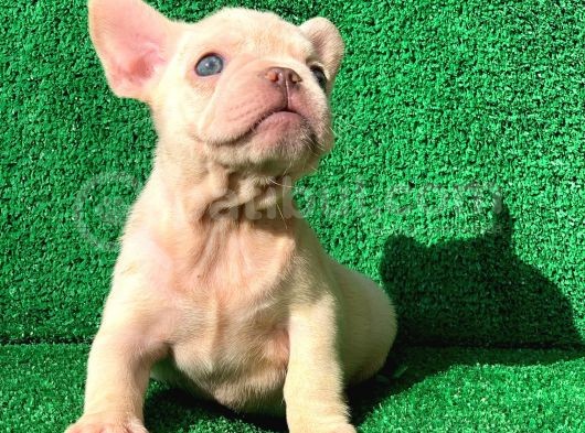 En Mükemmel  Plati̇n French Bulldog Yavrulari görsel