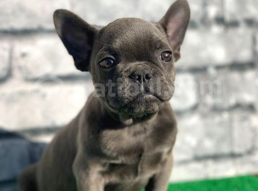 Fransiz Bulldog Soli̇d Blue Erkek Yavrumuz görsel