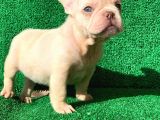 En Mükemmel  Plati̇n French Bulldog Yavrulari