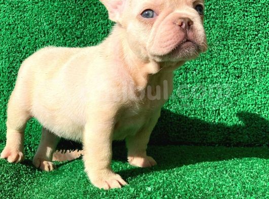 En Mükemmel  Plati̇n French Bulldog Yavrulari görsel
