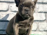Fransiz Bulldog Soli̇d Blue Erkek Yavrumuz