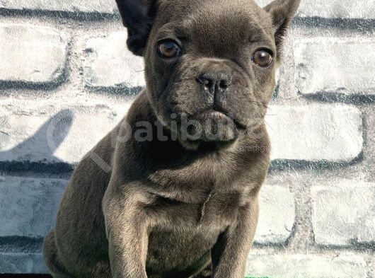 Fransiz Bulldog Soli̇d Blue Erkek Yavrumuz görsel