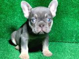 MUHTEŞEM GÖZ RENGİ LİLAK TAN FRENCH BULLDOG