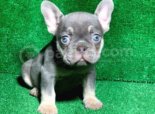 Muhteşem Göz Rengi̇ Li̇lak Tan French Bulldog
