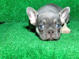Muhteşem Göz Rengi̇ Li̇lak Tan French Bulldog