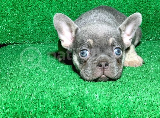 Muhteşem Göz Rengi̇ Li̇lak Tan French Bulldog görsel