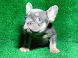 Muhteşem Göz Rengi̇ Li̇lak Tan French Bulldog