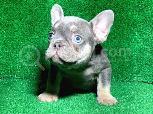 Muhteşem Göz Rengi̇ Li̇lak Tan French Bulldog görsel