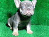 Muhteşem Göz Rengi̇ Li̇lak Tan French Bulldog
