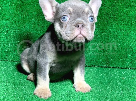 Muhteşem Göz Rengi̇ Li̇lak Tan French Bulldog görsel