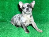 BİR BENZERİ DAHA YOK BLUE MERLE FRENCH BULLDOG