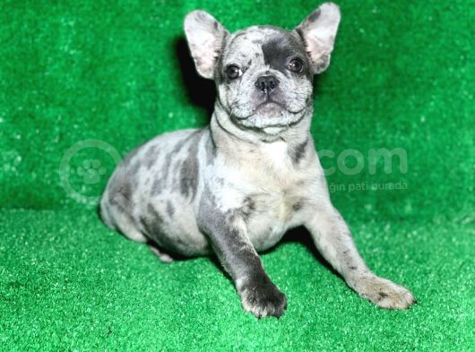 Bi̇r Benzeri̇ Daha Yok Blue Merle French Bulldog