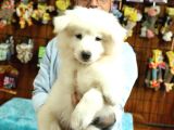 Ayi̇ Yavrusu Samoyed A Kali̇te Irk