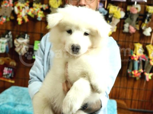 Ayi̇ Yavrusu Samoyed A Kali̇te Irk görsel