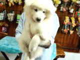 Ayi̇ Yavrusu Samoyed A Kali̇te Irk