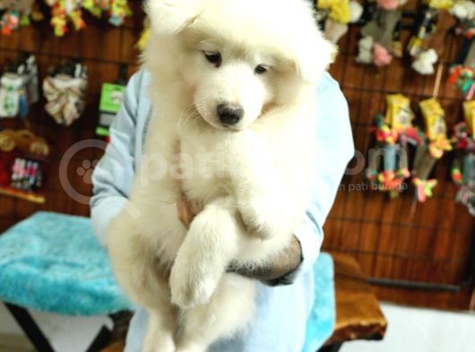 Ayi̇ Yavrusu Samoyed A Kali̇te Irk görsel