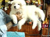 AYİ YAVRUSU SAMOYED A KALİTE IRK