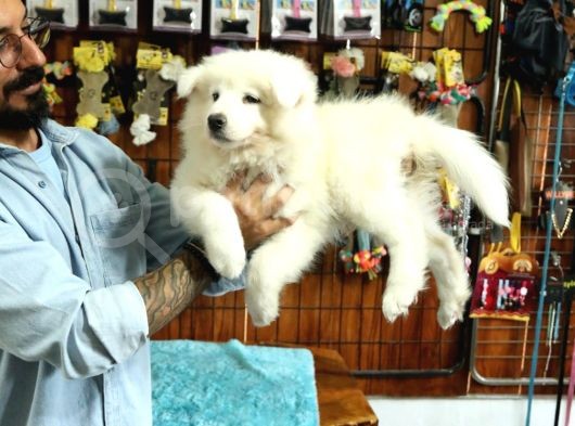 Ayi̇ Yavrusu Samoyed A Kali̇te Irk görsel