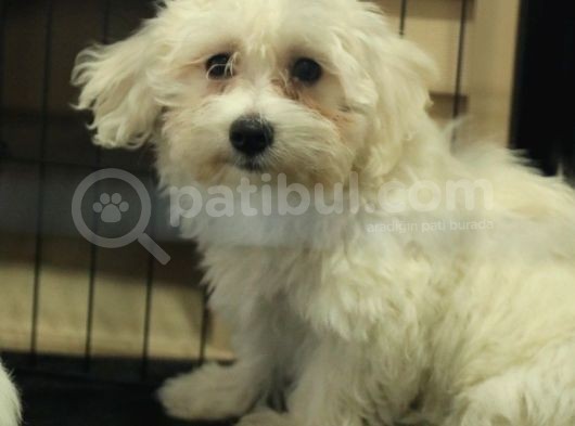 Bembeyaz Maltese Terri̇er 0 Numara görsel