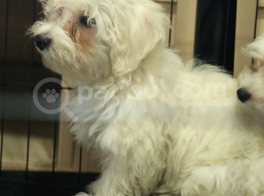Bembeyaz Maltese Terri̇er 0 Numara görsel