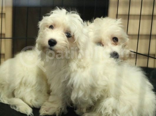 Bembeyaz Maltese Terri̇er 0 Numara görsel