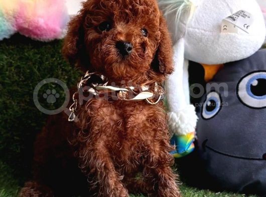 Baby Kore Toy Poodle Yavrular görsel