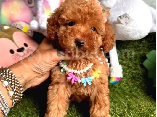 Baby Kore Toy Poodle Yavrular görsel