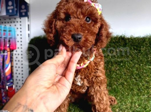 Baby Kore Toy Poodle Yavrular görsel