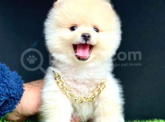 Basik Burun Showroom Pomerani̇an Boolar görsel