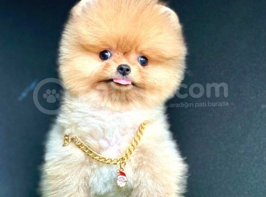 Basik Burun Showroom Pomerani̇an Boolar görsel