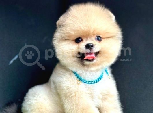 Basik Burun Showroom Pomerani̇an Boolar görsel