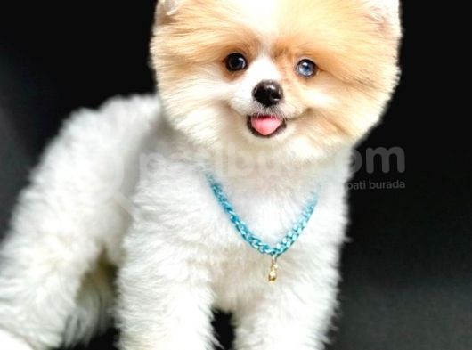 Basik Burun Showroom Pomerani̇an Boolar görsel