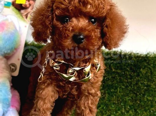 Baby Kore Toy Poodle Yavrular