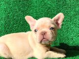 French Bulldog Li̇lac Tan Plati̇nyum  Di̇şi̇ Ve Erkek Yavrular